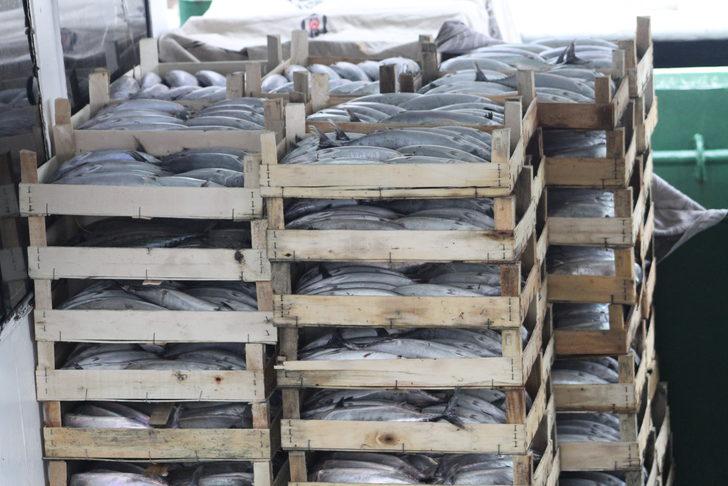 Düzce'de bol miktarda avlanan palamut tezgahlardaki fiyata yansıdı G2