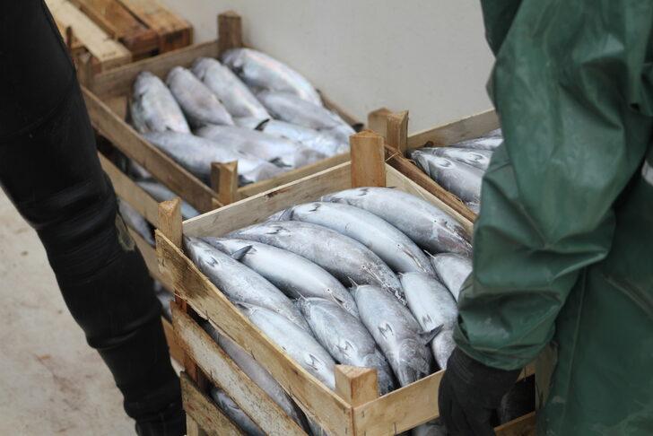 Düzce'de bol miktarda avlanan palamut tezgahlardaki fiyata yansıdı G5