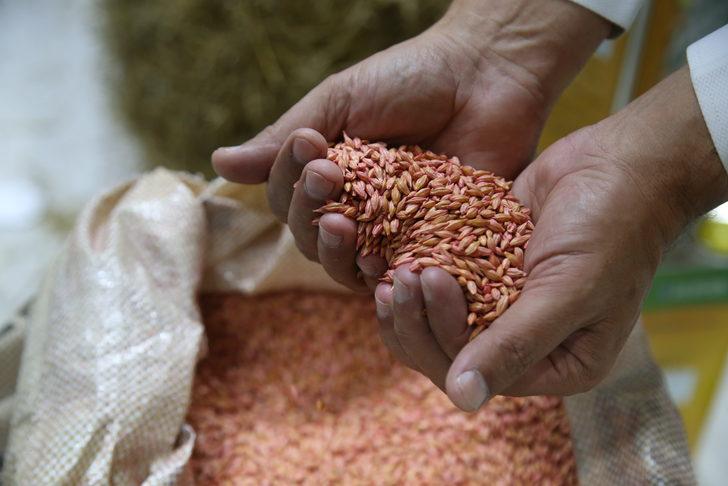Silivri'de üretilen yerli tohumlar, Antalya'da yabancı alım heyetlerine tanıtıldı G1