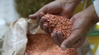 Silivri'de üretilen yerli tohumlar, Antalya'da yabancı alım heyetlerine tanıtıldı