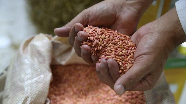 Silivri'de üretilen yerli tohumlar, Antalya'da yabancı alım heyetlerine tanıtıldı