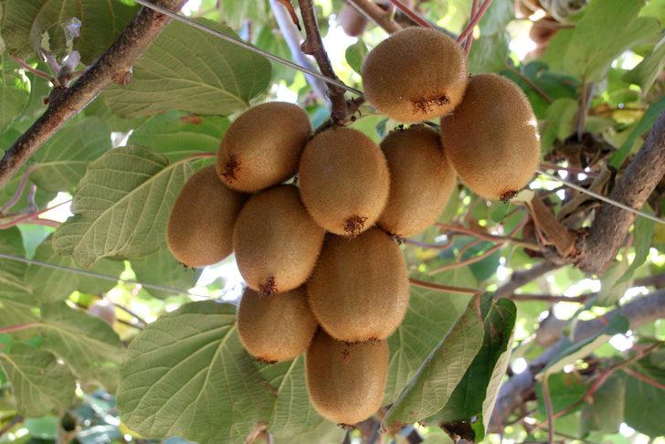 Mersin Erdemli'de kivi hasadı başladı G1