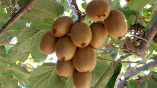 Mersin Erdemli'de kivi hasadı başladı