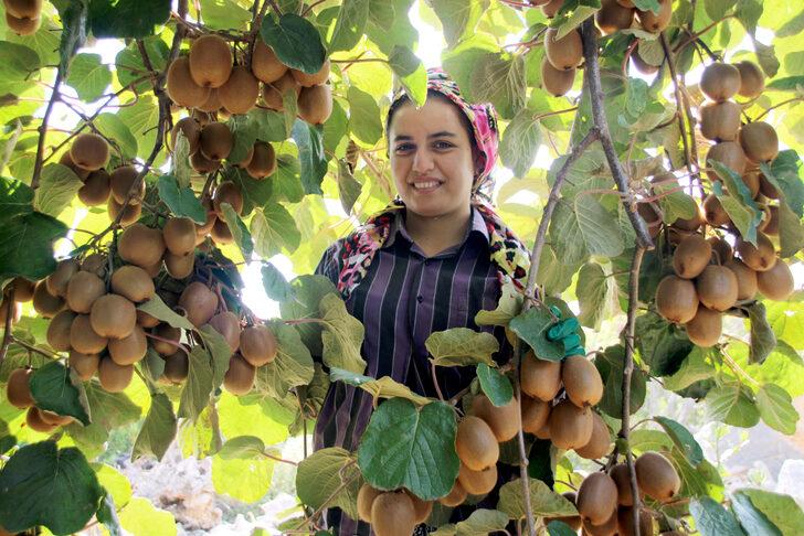 Mersin Erdemli'de kivi hasadı başladı G2
