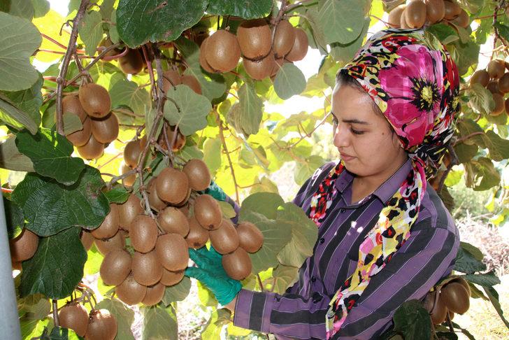 Mersin Erdemli'de kivi hasadı başladı G3