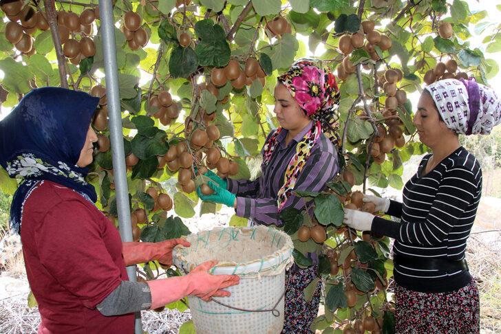 Mersin Erdemli'de kivi hasadı başladı G4