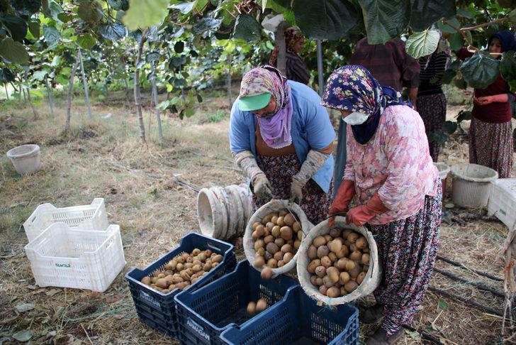 Mersin Erdemli'de kivi hasadı başladı G5