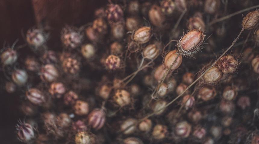 Bir ölüme çaresi yok! Kanserle mücadele eder, karaciğeri güçlendirir, saç dökülmesini önler, şişkinliği giderir...