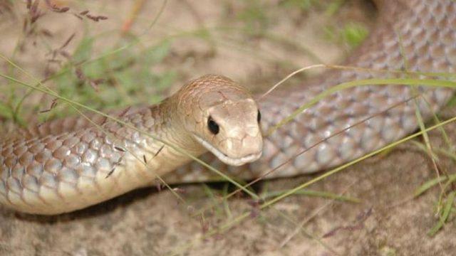 Tuvaletten çıkan yılan herkesi korkuttu! Yılan uzmanı gördüklerine inanamadı...“Dünyanın en ölümcül ikinci yılanı...”
