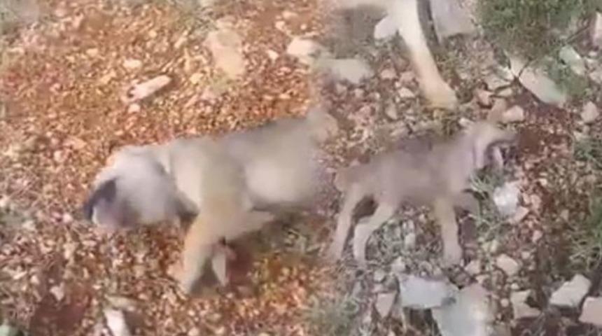 20 g&uuml;nl&uuml;k yavru kurtları acımazsızca katletti