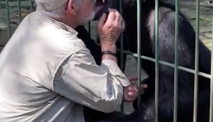 25 yıl önce hayatını kurtarmıştı! Veteriner ve şempanze arasındaki duygusal vedalaşma sosyal medyanın gündemine oturdu