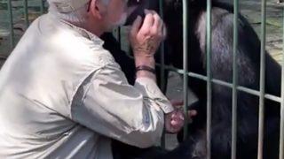 25 yıl önce hayatını kurtarmıştı! Veteriner ve şempanze arasındaki duygusal vedalaşma sosyal medyanın gündemine oturdu