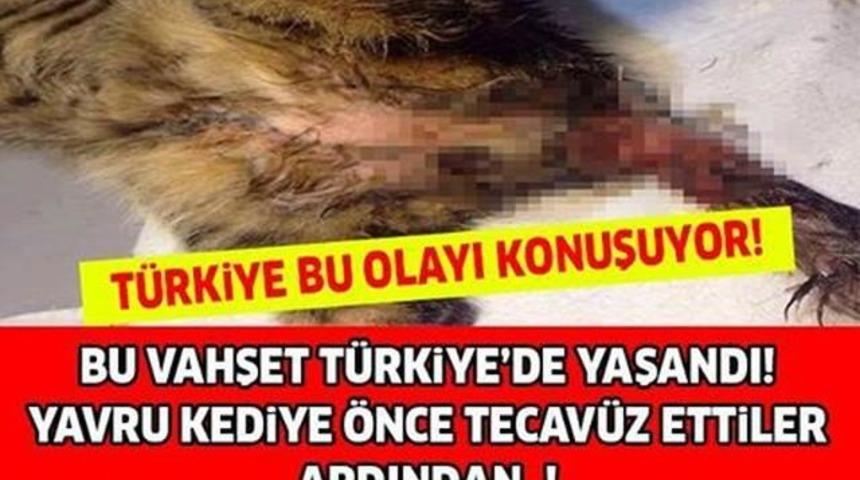 T&uuml;rkiye Bu Olayı Konuşuyor Yavru Kediye &Ouml;nce Tecav&uuml;z Ettiler Sonra...