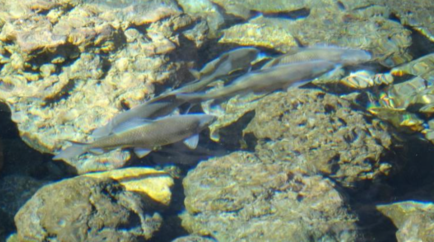 Evliya Çelebi bahsetmişti! Cüzzam tedavisinde kullanılan balıklar yeniden ortaya çıktı