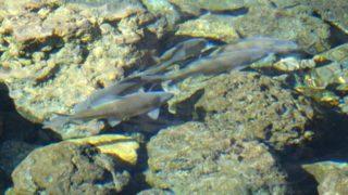 Evliya Çelebi bahsetmişti! Cüzzam tedavisinde kullanılan balıklar yeniden ortaya çıktı