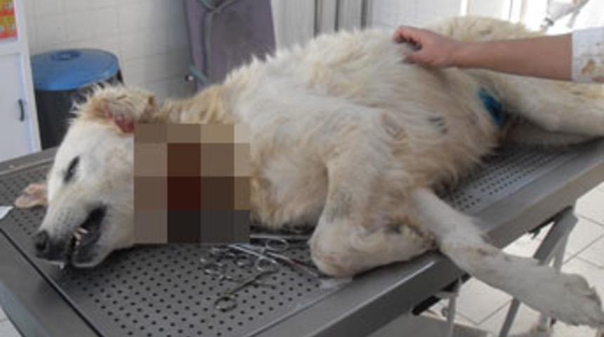 K&ouml;peğe b&ouml;yle eziyet g&ouml;r&uuml;lmedi
