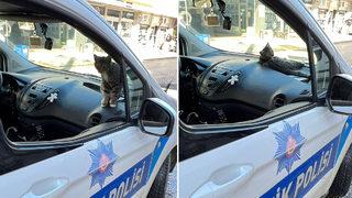 K&ouml;peklerin peşine d&uuml;şt&uuml;ğ&uuml; kedi bakın ne yaptı