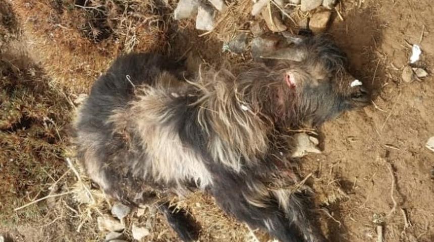 Bitlis'te 55 koyun telef oldu, 47 koyun yaralandı