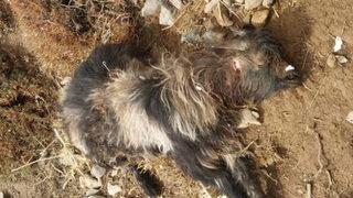 Bitlis'te 55 koyun telef oldu, 47 koyun yaralandı