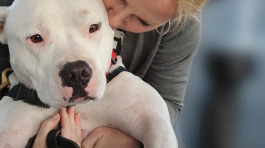 Oturduğunuz Yerden Sokak ve Barınak Hayvanlarına Yardımcı Olabilirsiniz