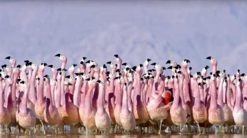 BBC&rsquo;nin &lsquo;Planet Earth II&rsquo; belgeselinden ikinci fragman