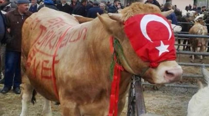 Sinop'ta bir inek referandum reklamıyla satışa çıkarıldı