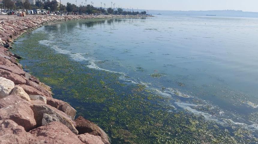 İzmir'de endişelendiren görüntü! Kıyıyı tamamen kapladı