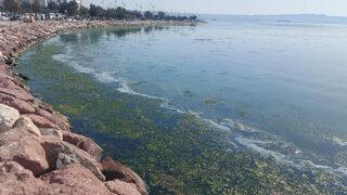 İzmir'de endişelendiren görüntü! Kıyıyı tamamen kapladı