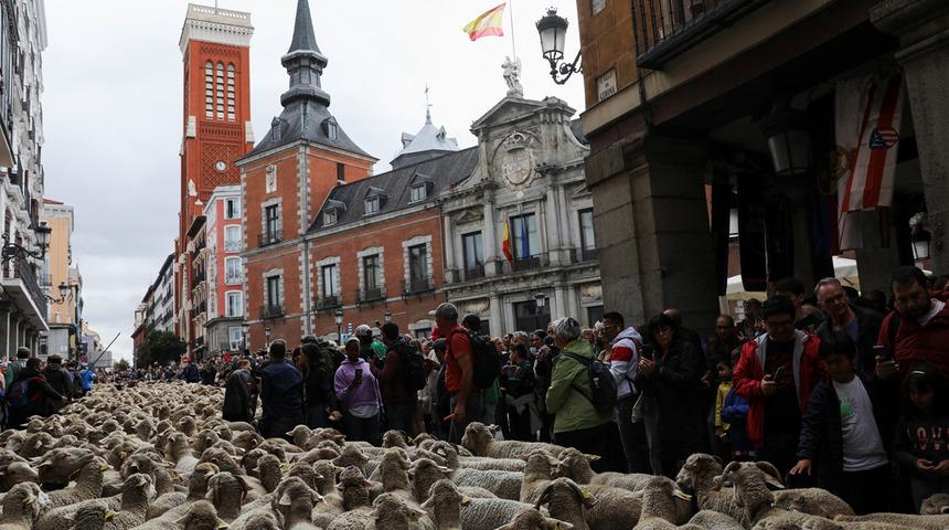 İspanya'nın başkenti Madrid'de ilginç görüntü! Yüzlerce koyun kente indi