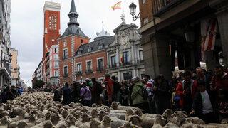 İspanya'nın başkenti Madrid'de ilginç görüntü! Yüzlerce koyun kente indi