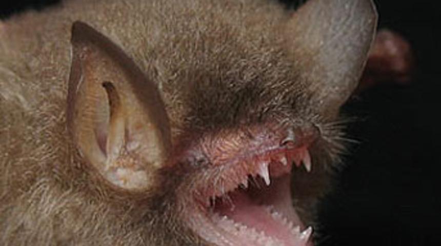 Bilim d&uuml;nyası şaşkın