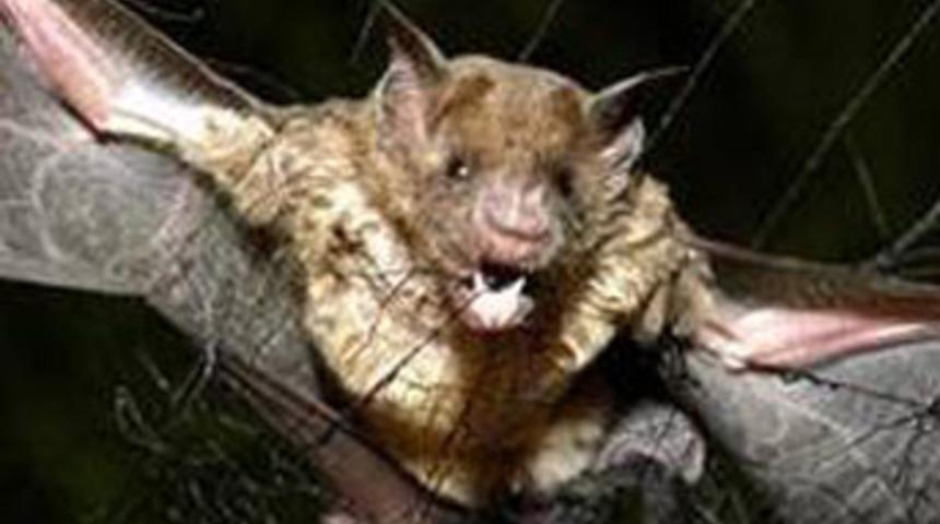 A&ccedil;  kalınca insanlara saldırdılar