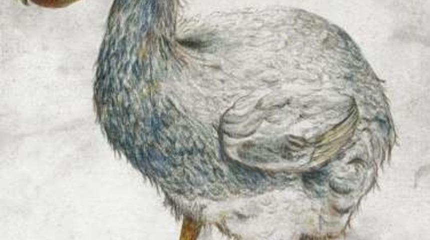 Soyu T&uuml;kenmiş 11 Enteresan Canlı