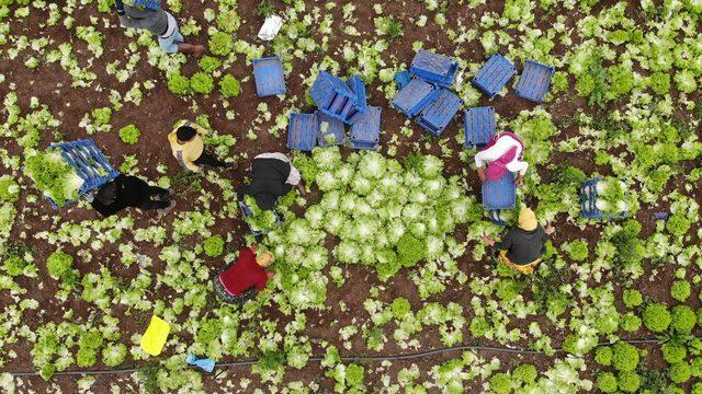 Fiyatları tavan yapmıştı! 8 liradan 4 liraya düştü