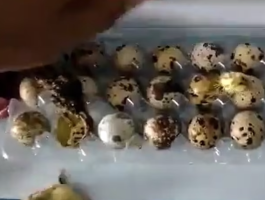 Yumurta satın aldı! Kutuyu açtığında neye uğradığını şaşırdı
