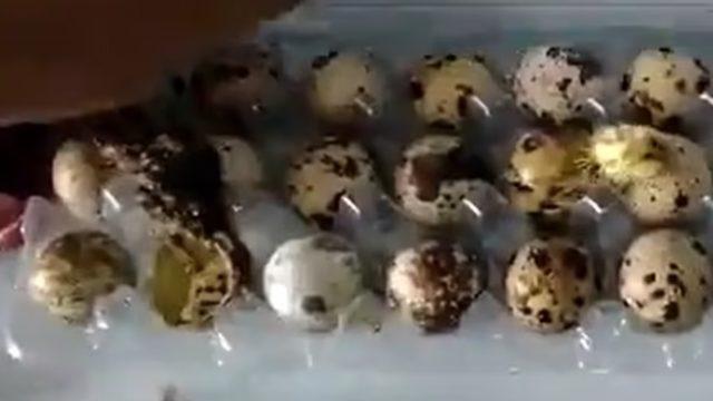 Marketten yumurta alıp evine geldi! Kutuyu açtığında yumurtalardan bıldırcın çıktı