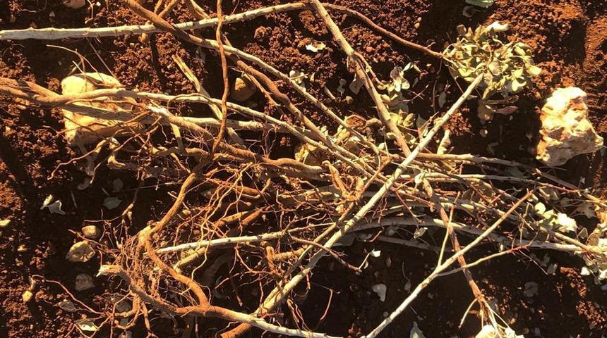 Tarlasına gidince gördüğü manzara karşısında şaşkına döndü! "İnsan olan bunu yapamaz"