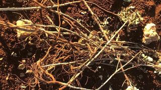 Tarlasına gidince gördüğü manzara karşısında şaşkına döndü! İnsan olan bunu yapamaz