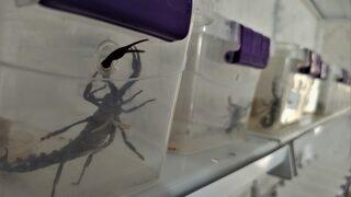 Evinin altına akrep çiftliği kurdu, zehirden para kazanıyor! Litresi 10 milyon dolar