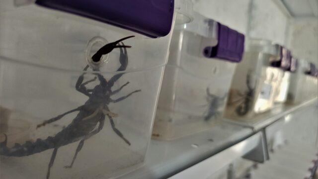 Evinin altına akrep çiftliği kurdu, zehirden para kazanıyor! Litresi 10 milyon dolar