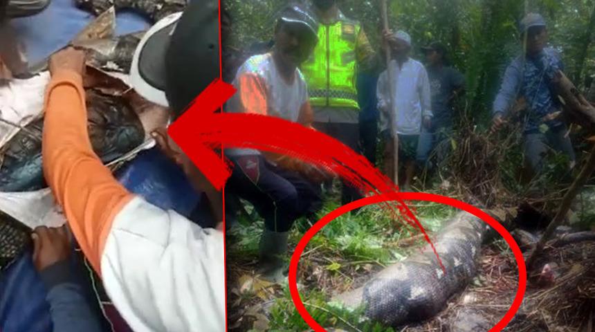 Haber alınamayan kadın pitonun midesinden çıktı! İnanılmaz anlar saniye saniye görüntülendi