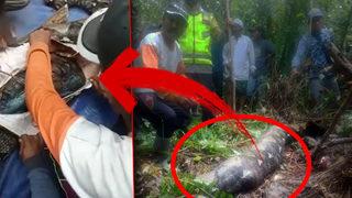 Haber alınamayan kadın pitonun midesinden çıktı! İnanılmaz anlar saniye saniye görüntülendi