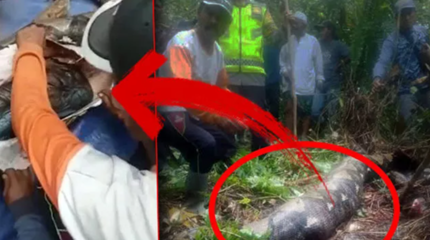 Endonezya'daki ormanda korkunç olay! Haber alınamayan kadın, pitonun midesinden çıktı