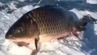 Sosyal medya bu hayvanı konuşuyor! Yüzgeçleri üzerinde duran balık kurbağa karışımı hayvan görenleri şaşkına çevirdi