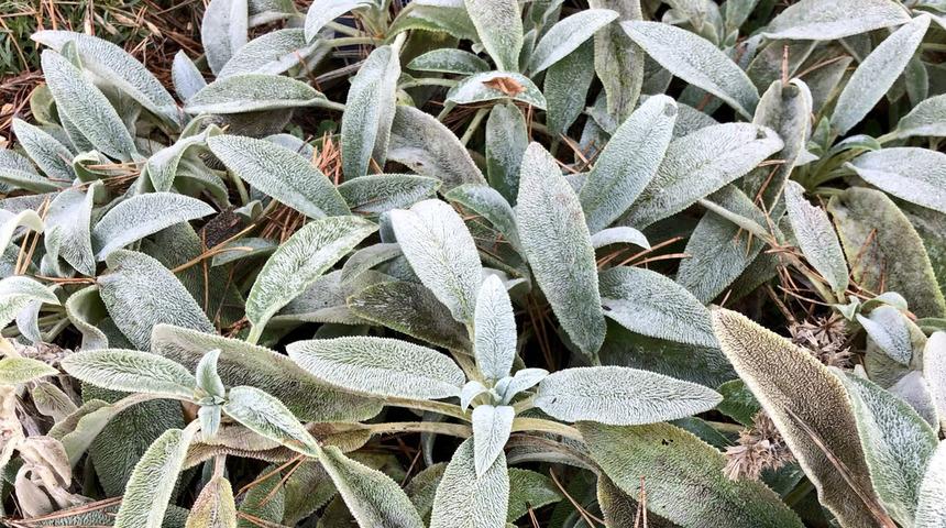 Dağ çayı faydaları nelerdir? Dağ çayı nasıl yapılır?