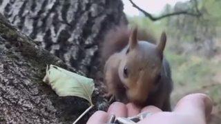 Yürek ısıtan anlar! Sincabı elleriyle besledi