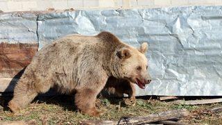 Kelkit’te gündüz vakti köye ayı indi