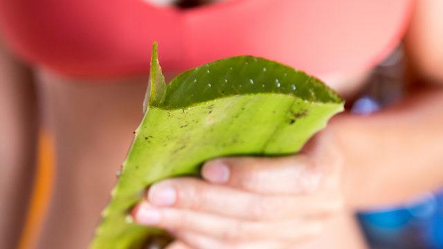 Tarih kitaplarında adı geçiyor: İmparatorların ilacı! Doğal cinsel uyarıcı, libidoyu ateşler, doğurganlık sorunlarını tedavi eder...