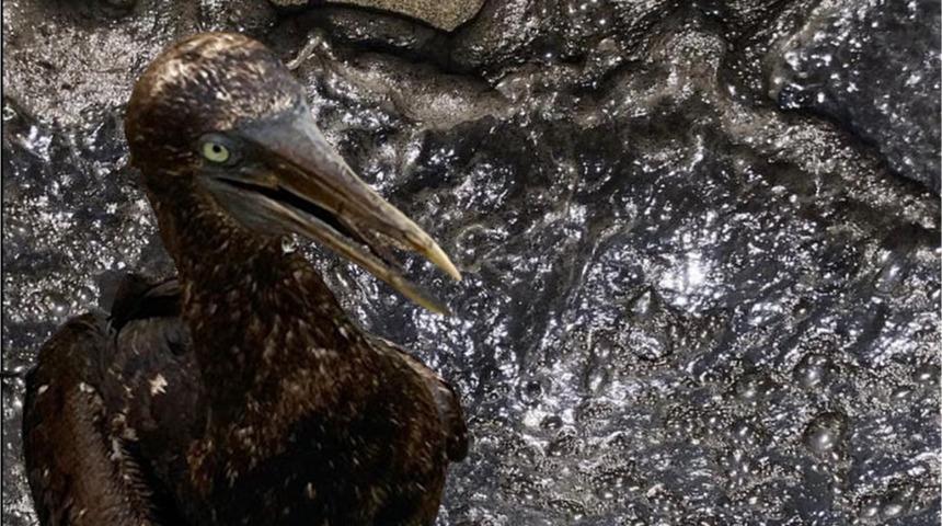 Meksika'da çevre felaketi! Kilometrelerce uzunluğundaki sahile petrol aktı, hayvanlar telef oldu