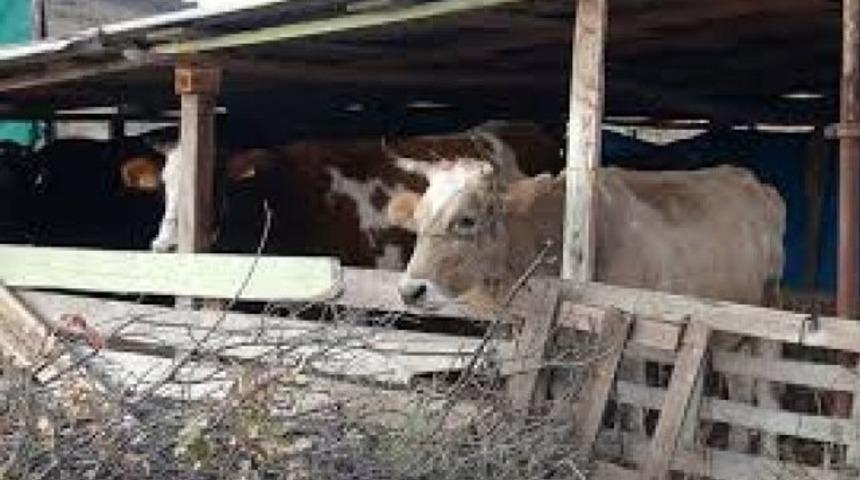 Türkiye'ye iltica eden ineklerin akıbetine bakanlık karar verecek